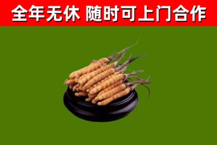三沙回收散虫草